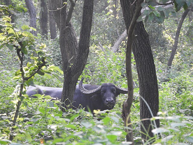 Koshi Tappu Wildlife Reserve